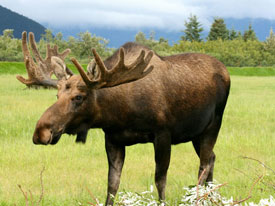 Moose at Canadian Country Cabins