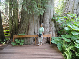 Giant trees at Canadian Country Cabins