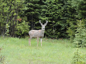 Deer at Canadian Country Cabins