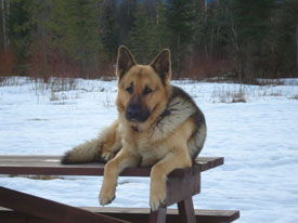 Dog at Canadian Country Cabins