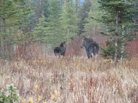Moose at Canadian Country Cabins