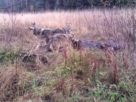 Wolves at Canadian Country Cabins