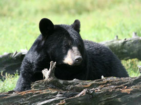 Bear at Canadian Country Cabins