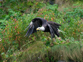 Eagle at Canadian Country Cabins