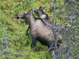 Moose at Canadian Country Cabins