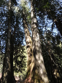 Forests at Canadian Country Cabins