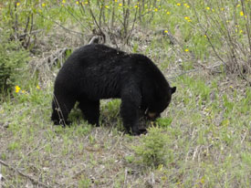 Bear at Canadian Country Cabins