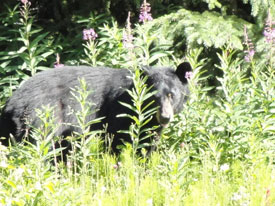 Bear at Canadian Country Cabins