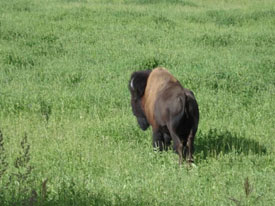 Buffalo at Canadian Country Cabins