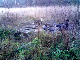 Eagle at Canadian Country Cabins