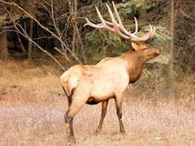 Elk at Canadian Country Cabins