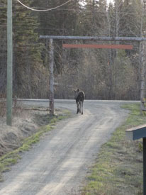 Moose at Canadian Country Cabins