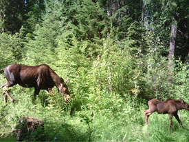 Moose at Canadian Country Cabins