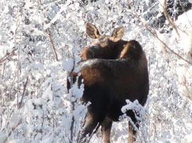 Moose at Canadian Country Cabins